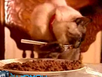 Cat Dines With Fork